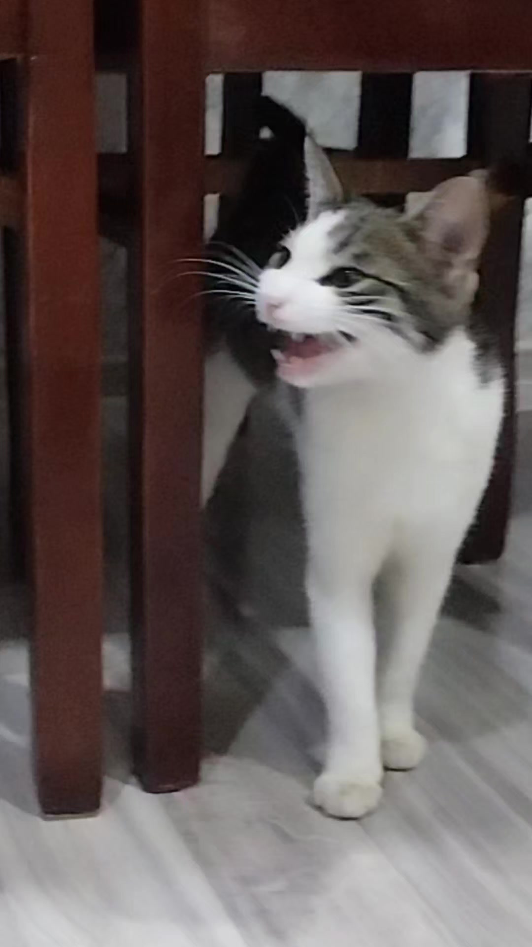 @🐾