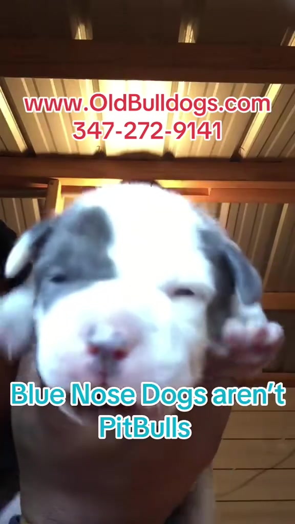 @OGMasterOfAllBulldogs