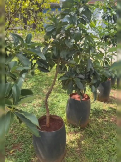 @Grow Garden | Plantas
