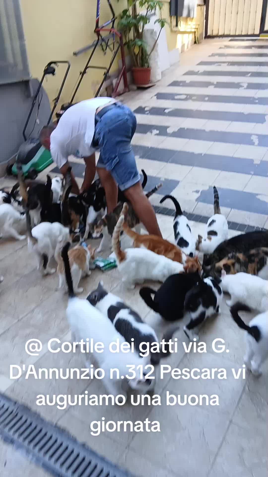 @@ Cortile dei gatti