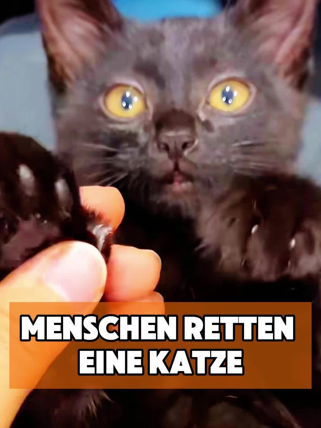 @toto_tier