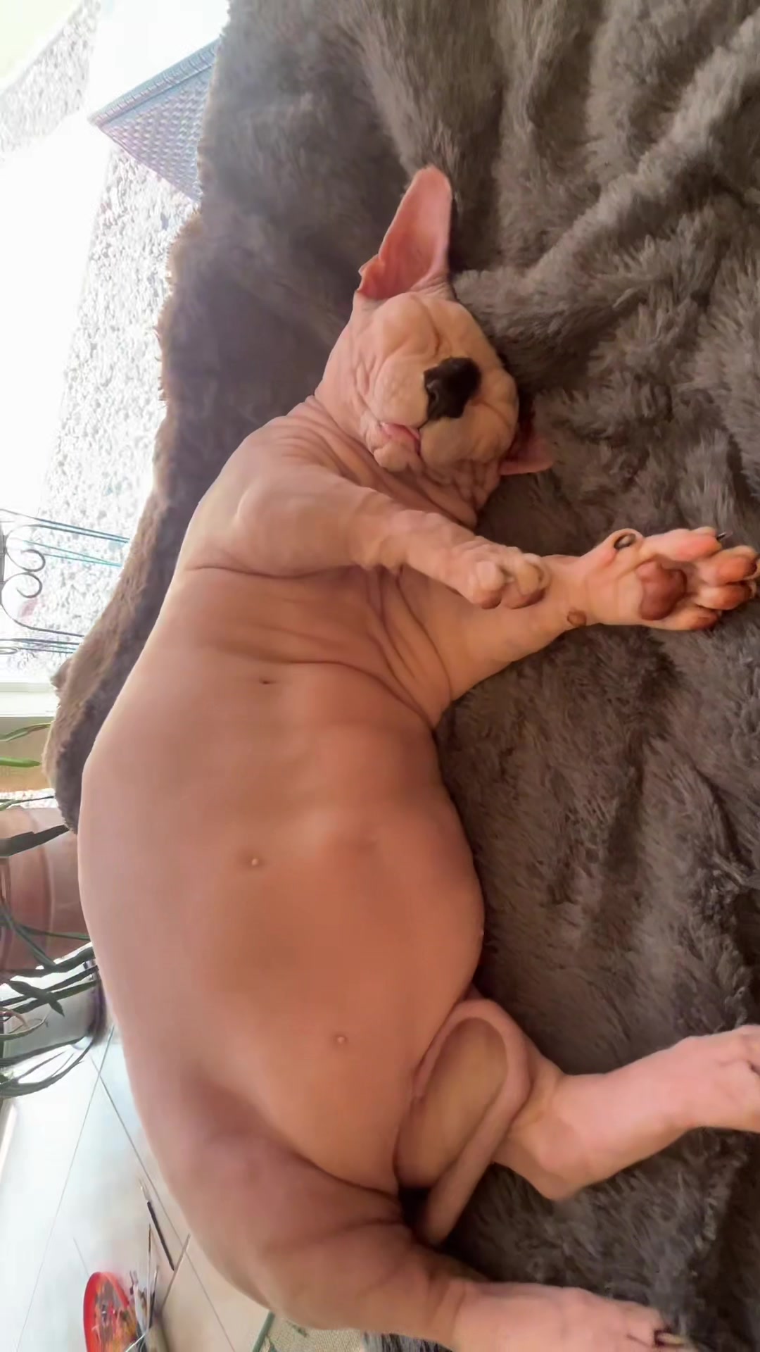 @bojackborseman