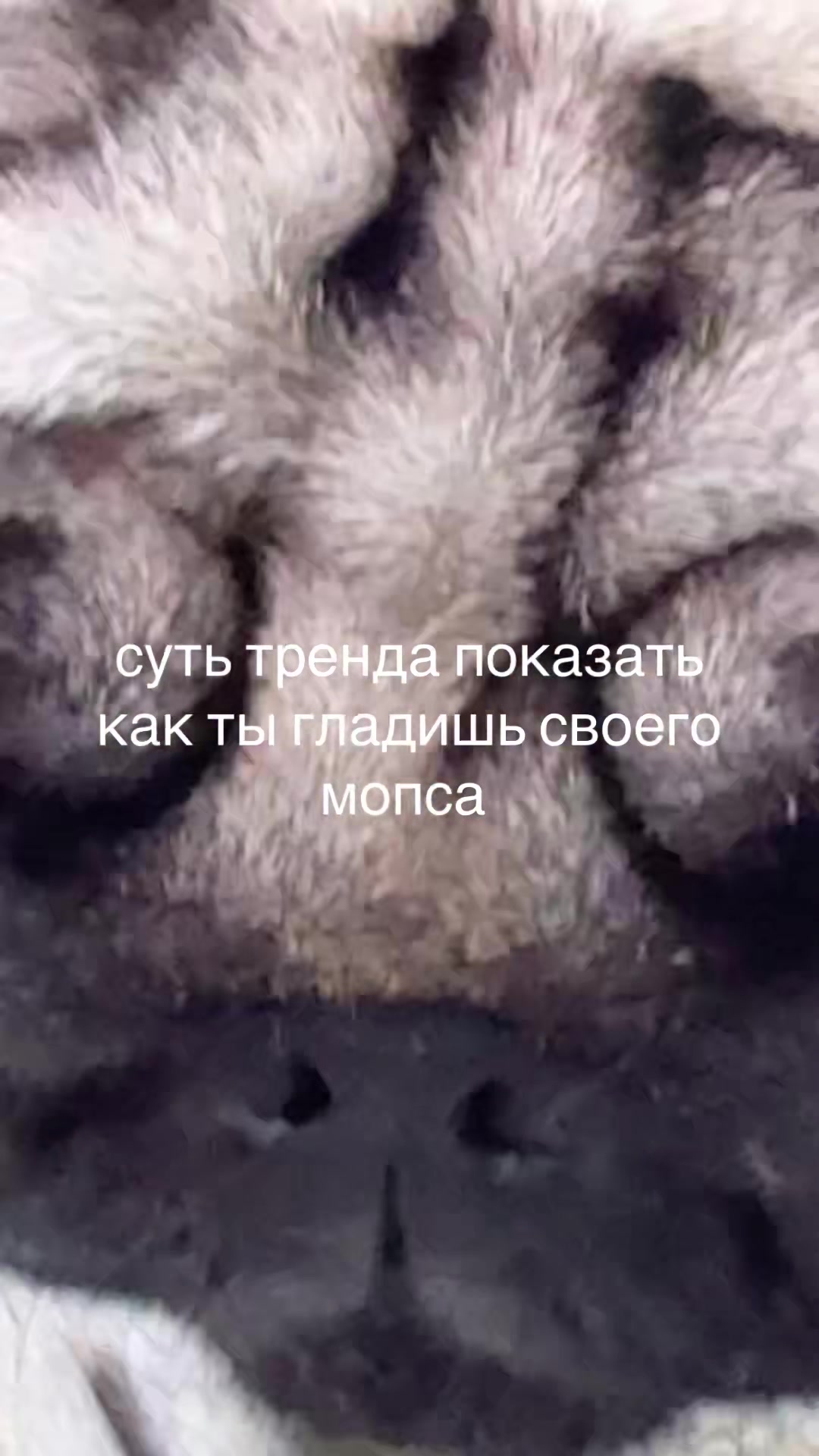 @🪽🪚merliNNNova🗝️🦷