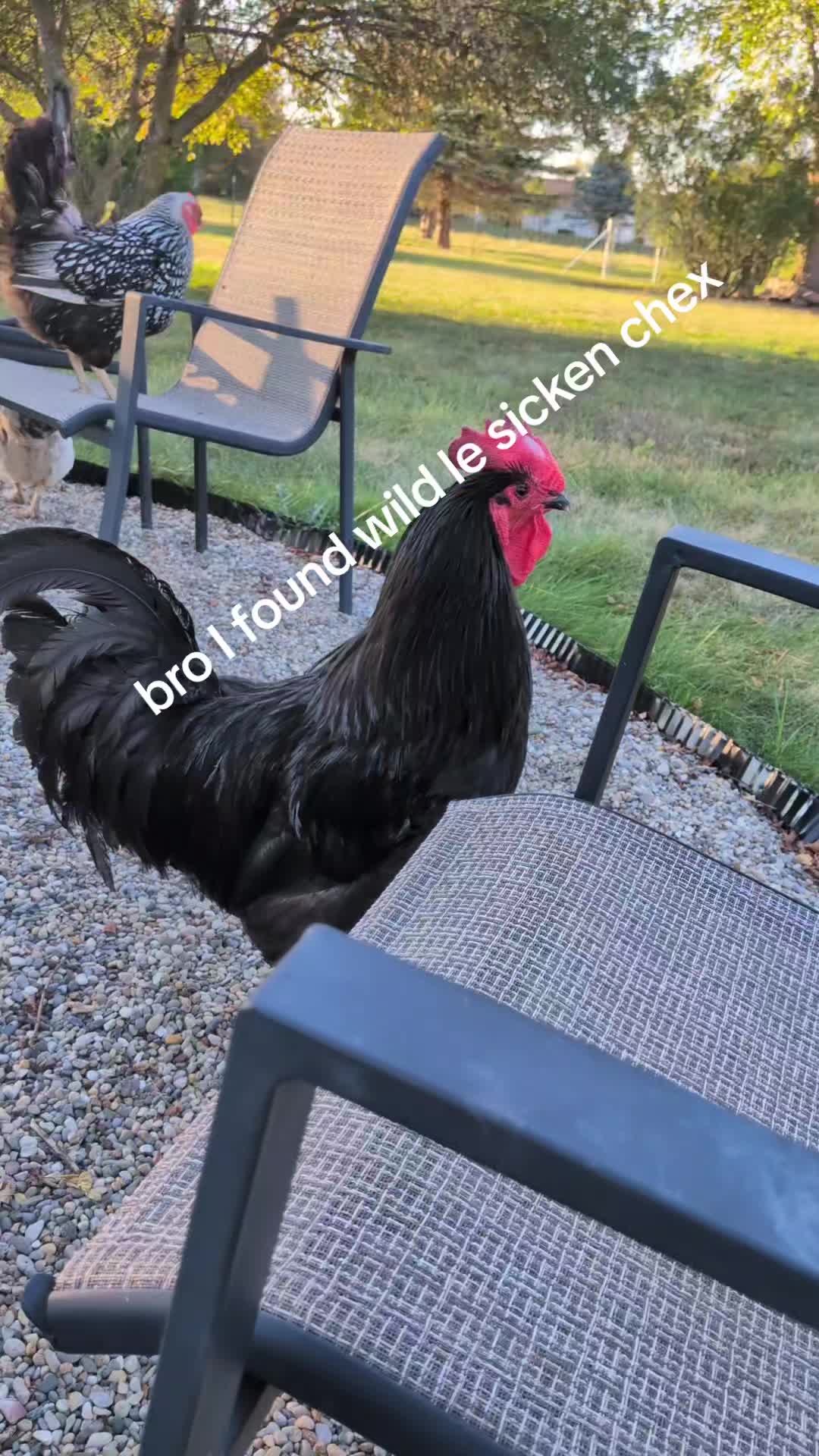 @M4croGD