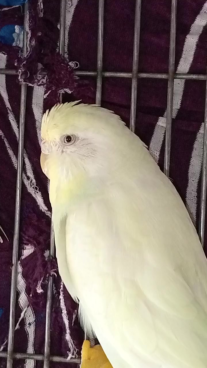 @AviarioRey45🇲🇽