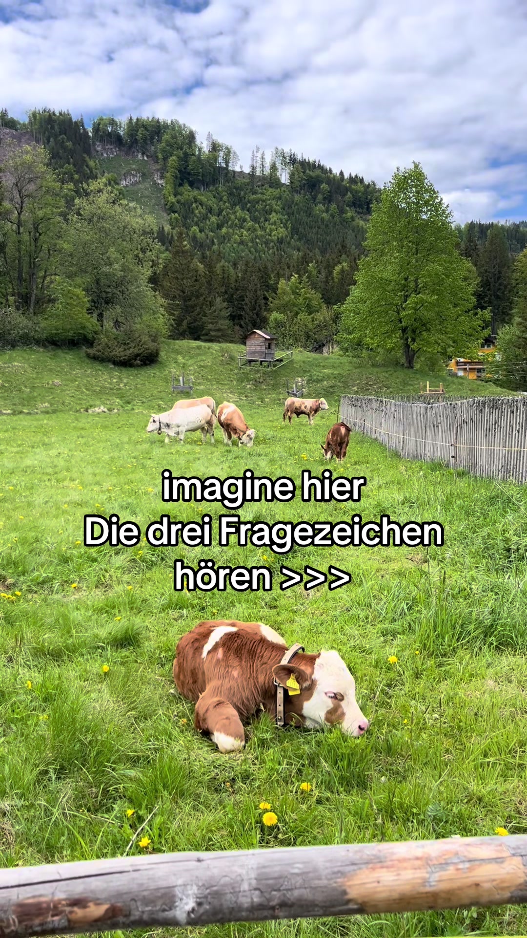 @Cara | Die drei Fragezeichen