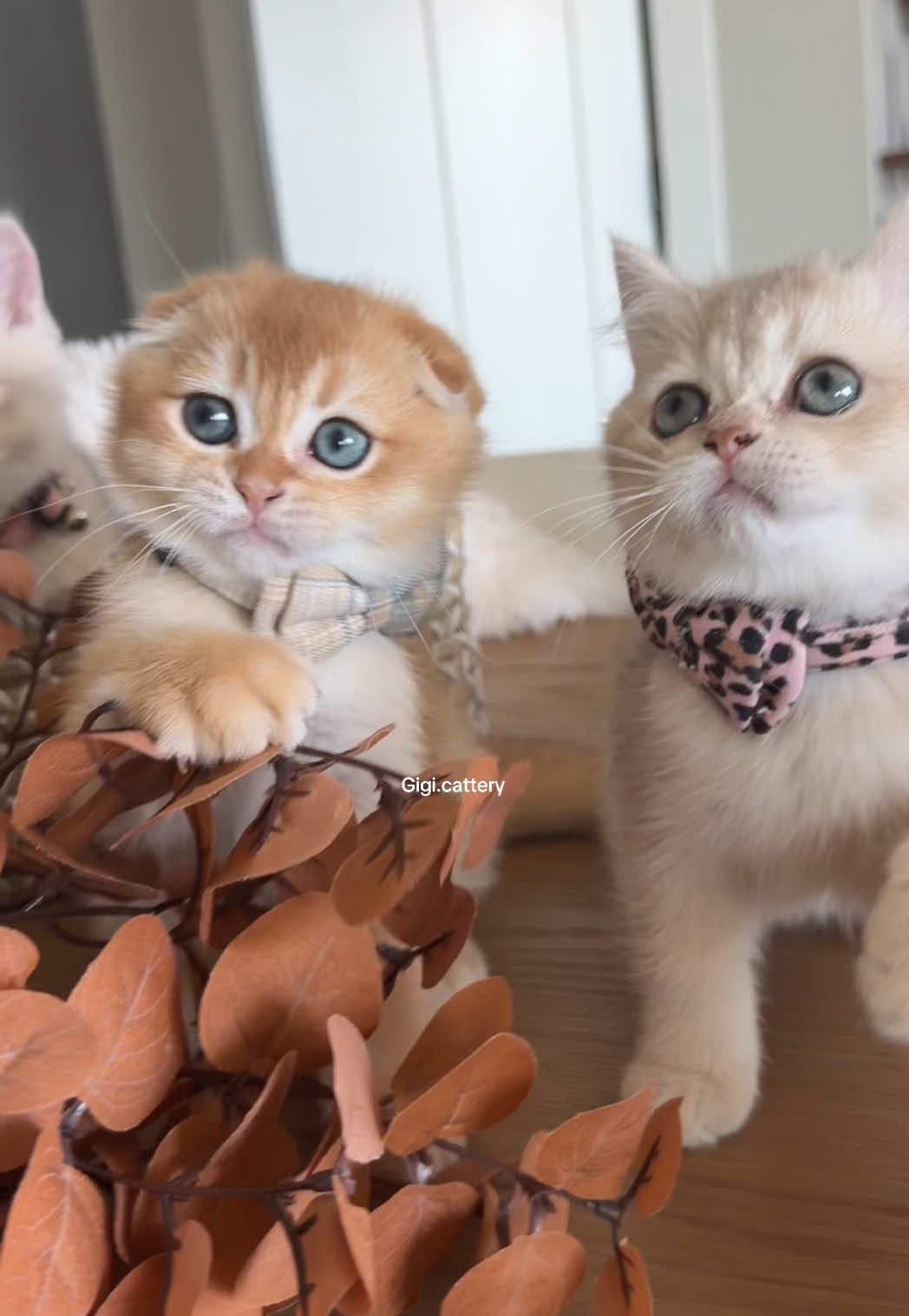 @gigi.cattery