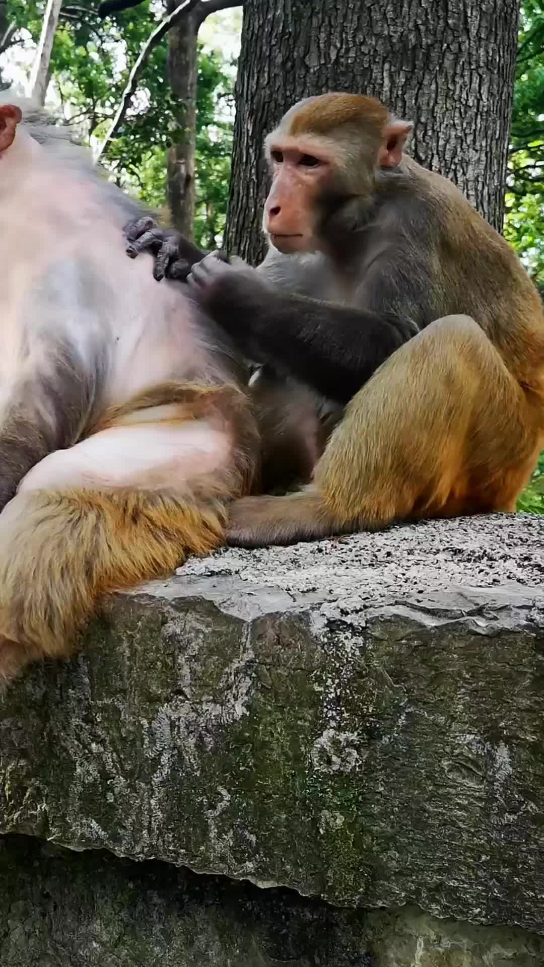 @LilMonkeyVibes