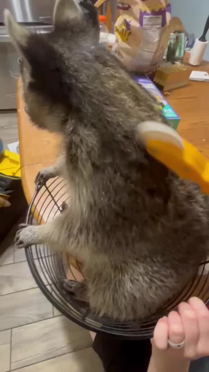 @Loki the raccoon