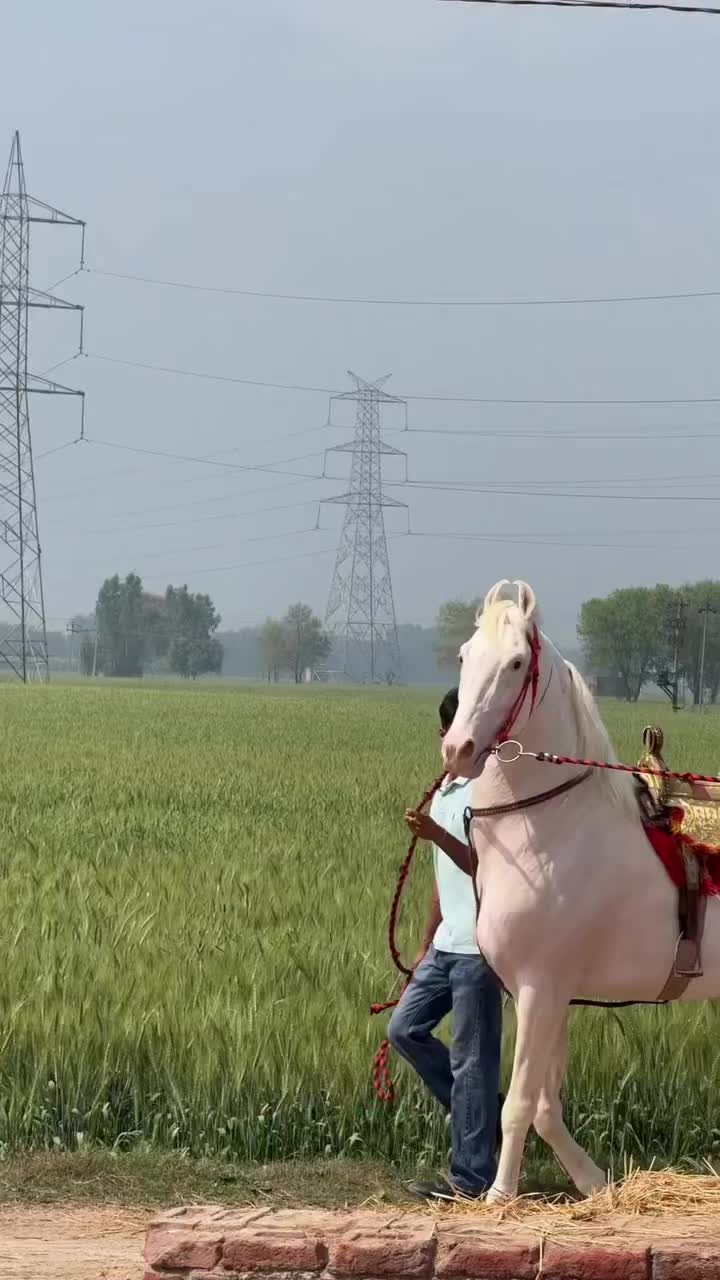 @🏇 MARWARI HORSE RACING 🏇