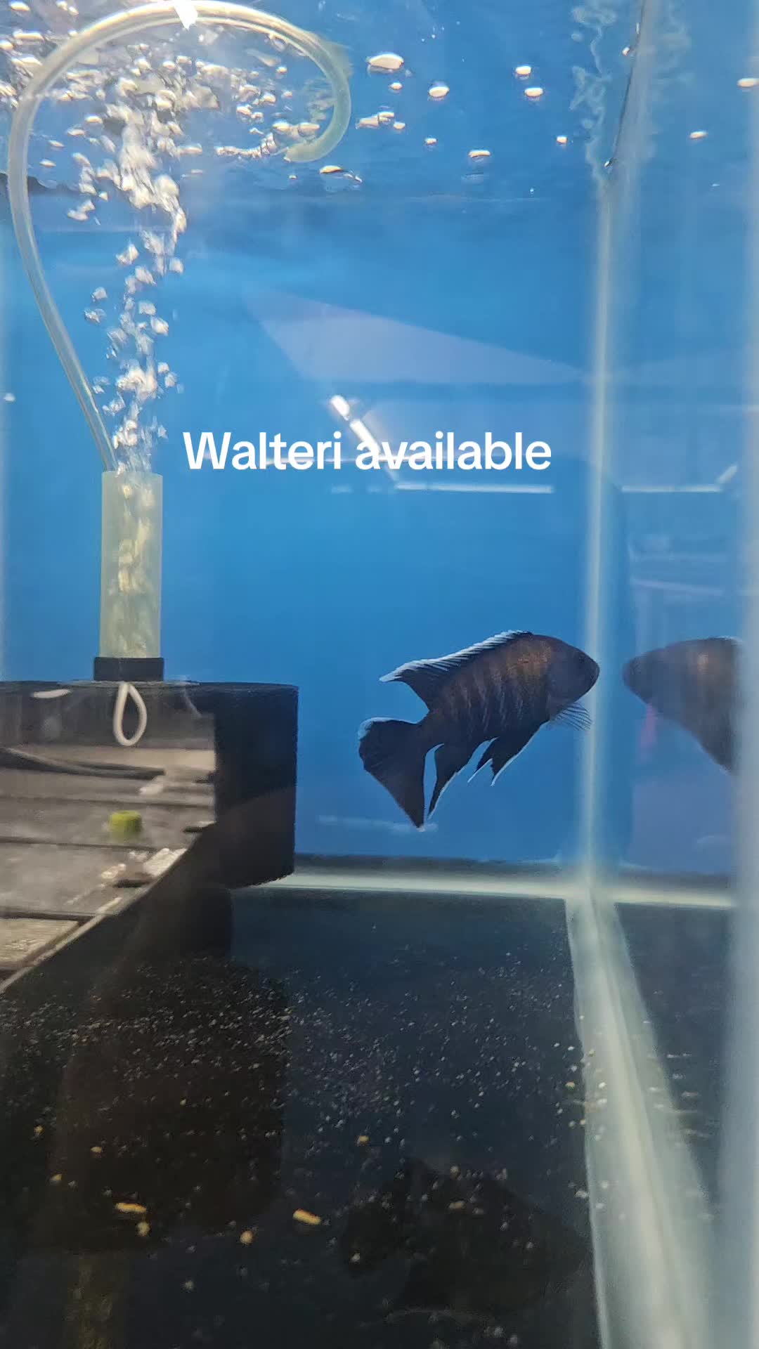 @EddieBcichlids
