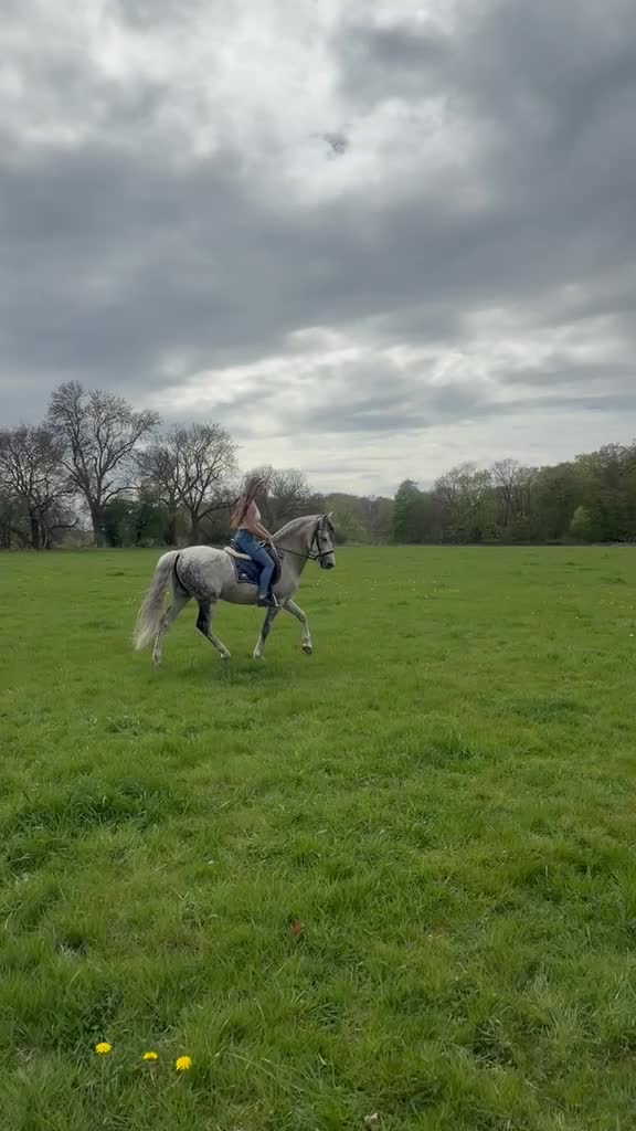 @Horses