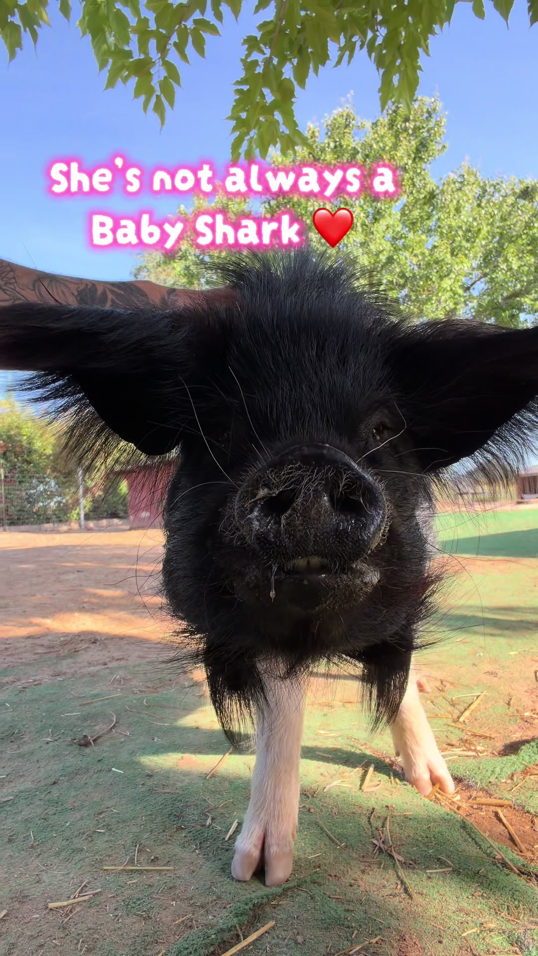 @Pig Luv Co