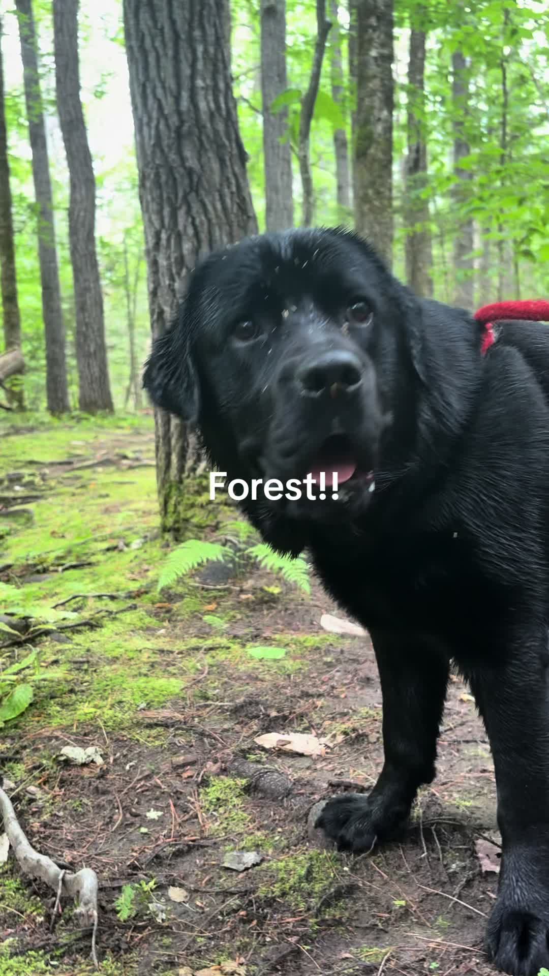 @Browndoginn