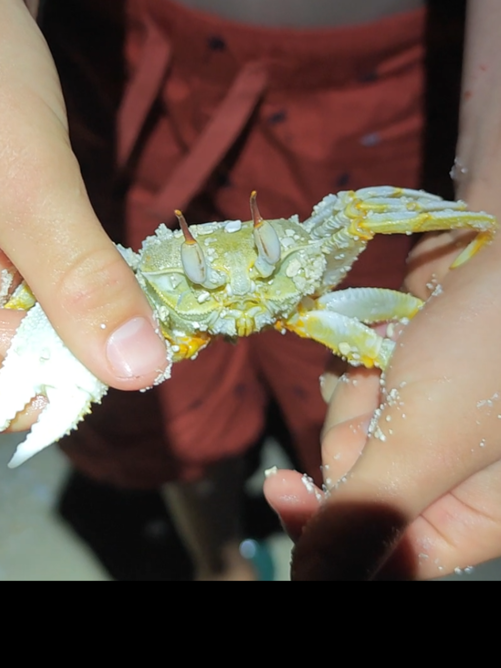 @predatoryfishtank