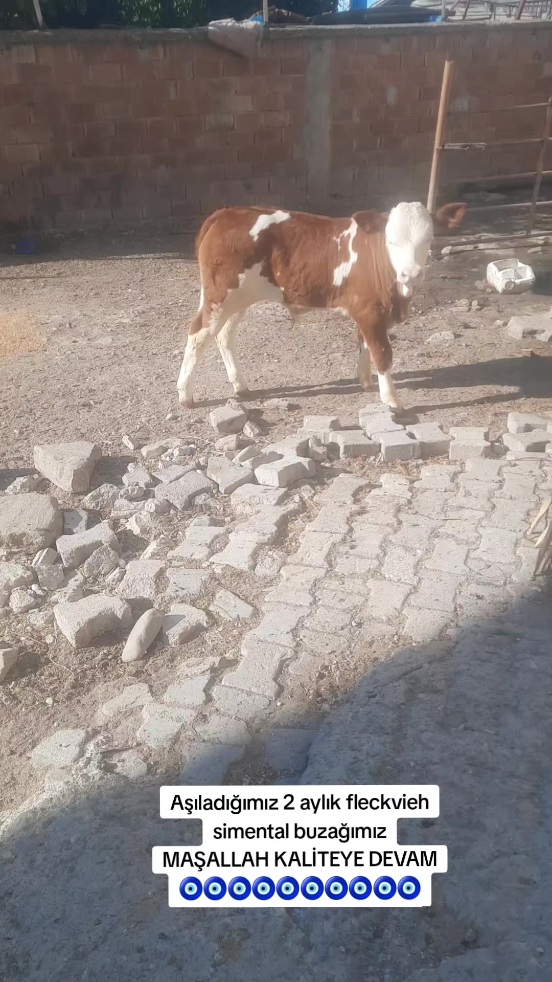 @sakip ekşi ( Deva Vet)