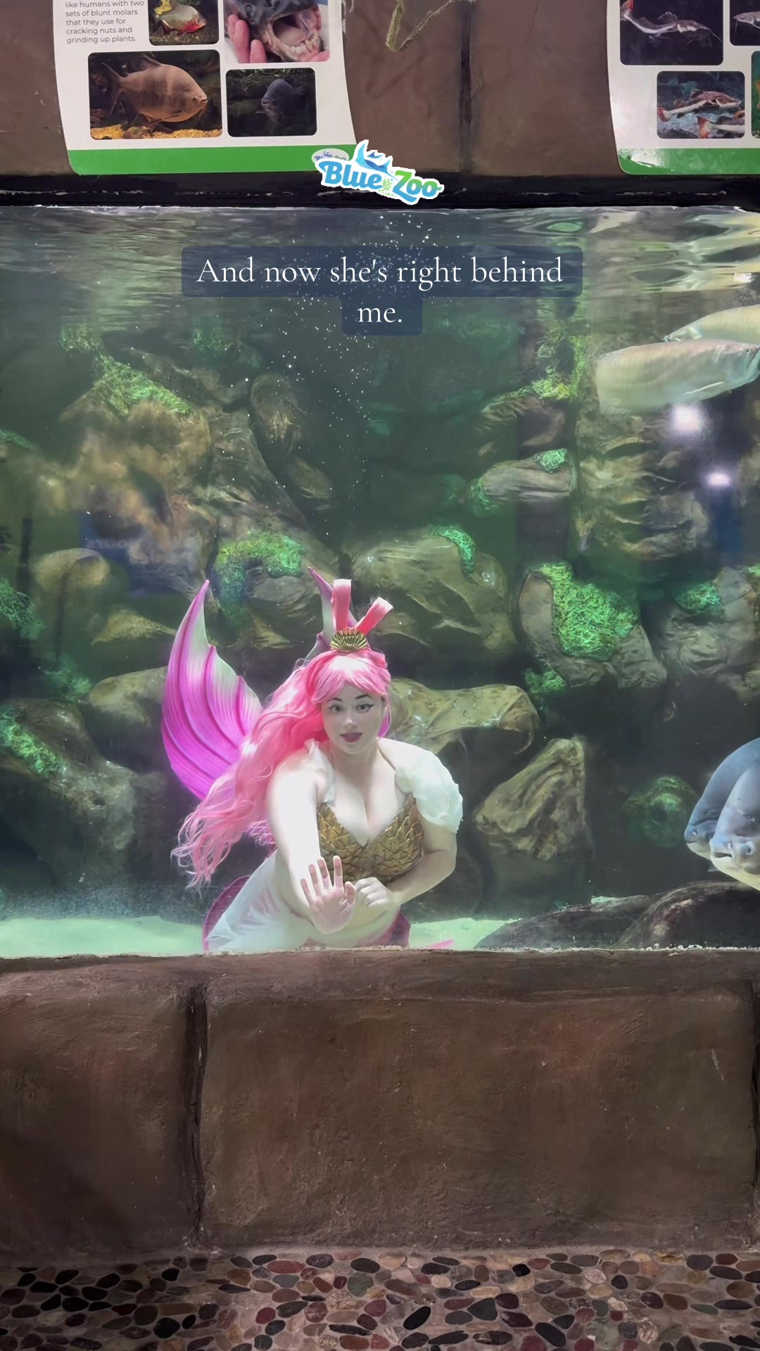 @Rose the Mermaid