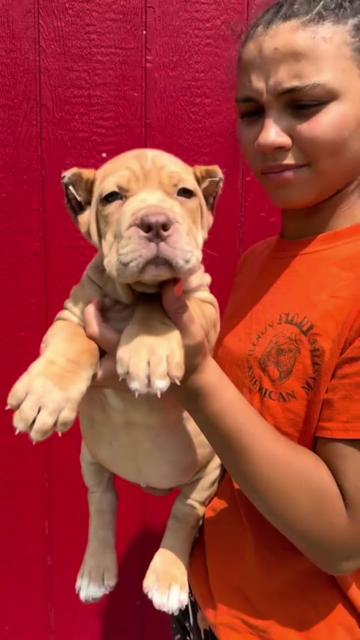@North America Mastiff Founder