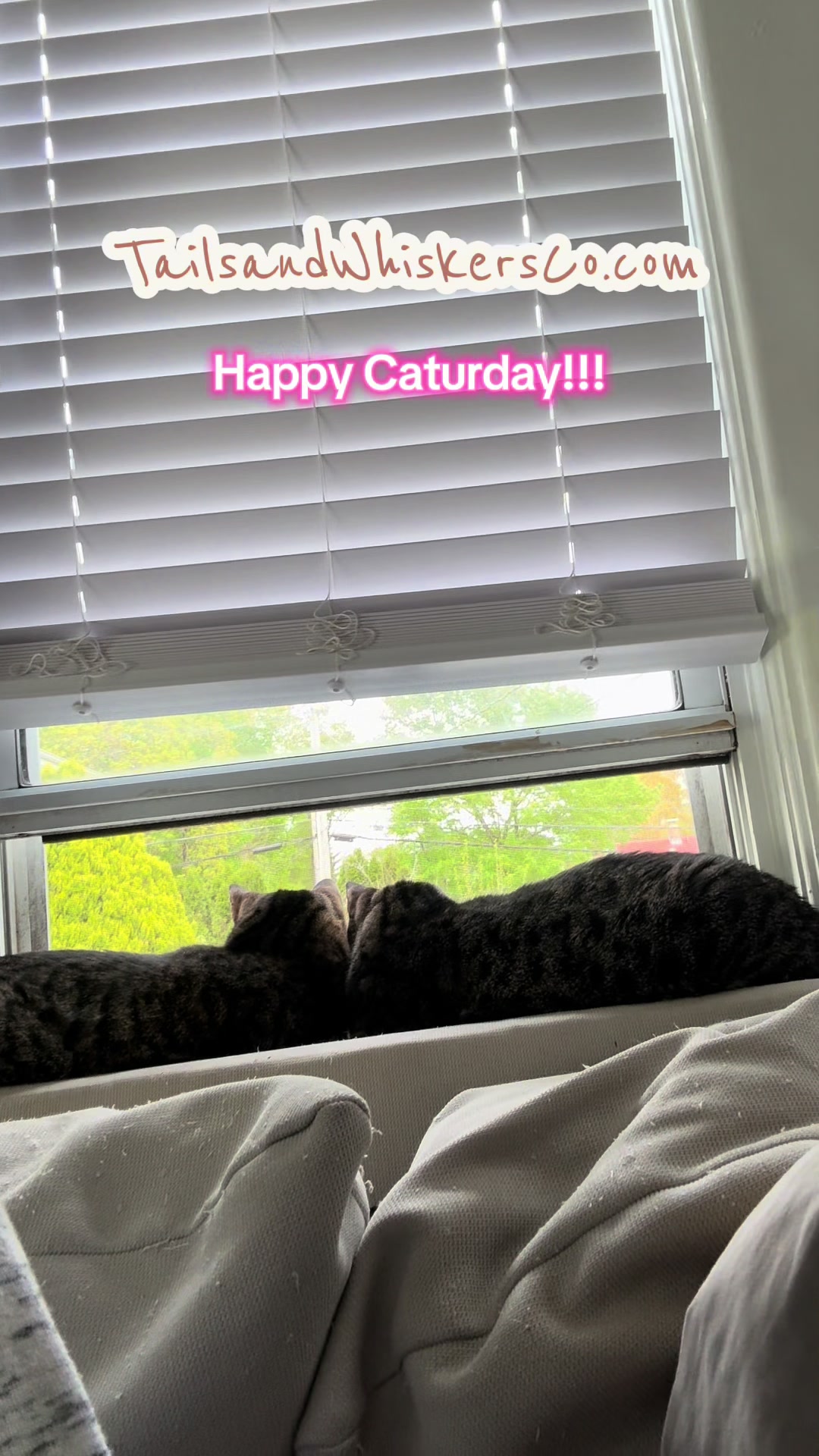 @TailsandWhiskersCo