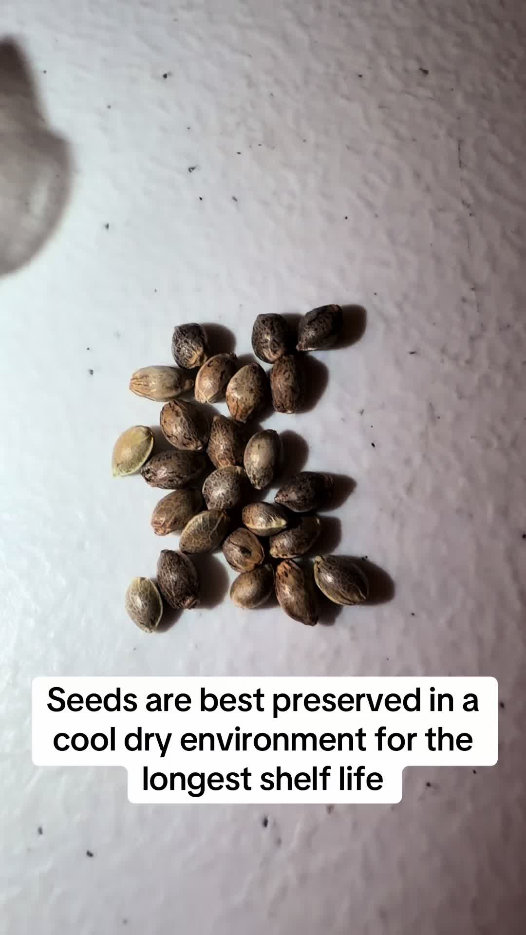 @SEEDTIVA