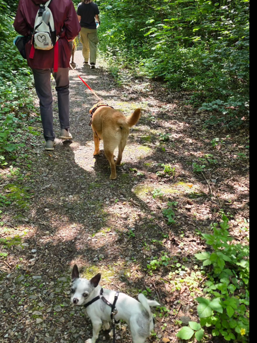 @Jerry_Coby_Chihuahua