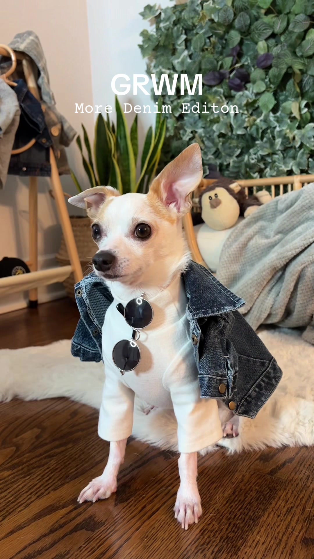 @Bao the Chihuahua
