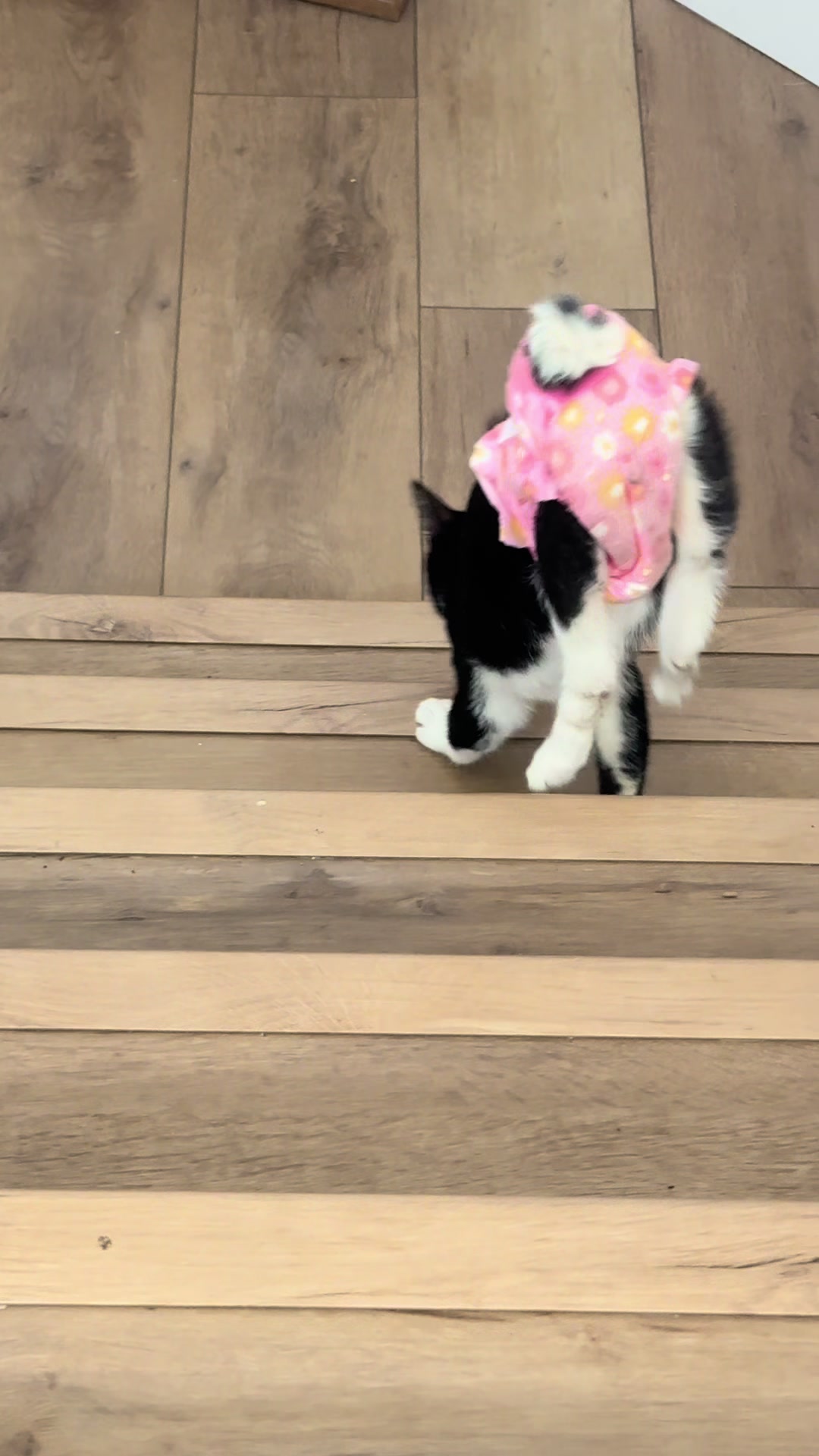 @soccercatmom