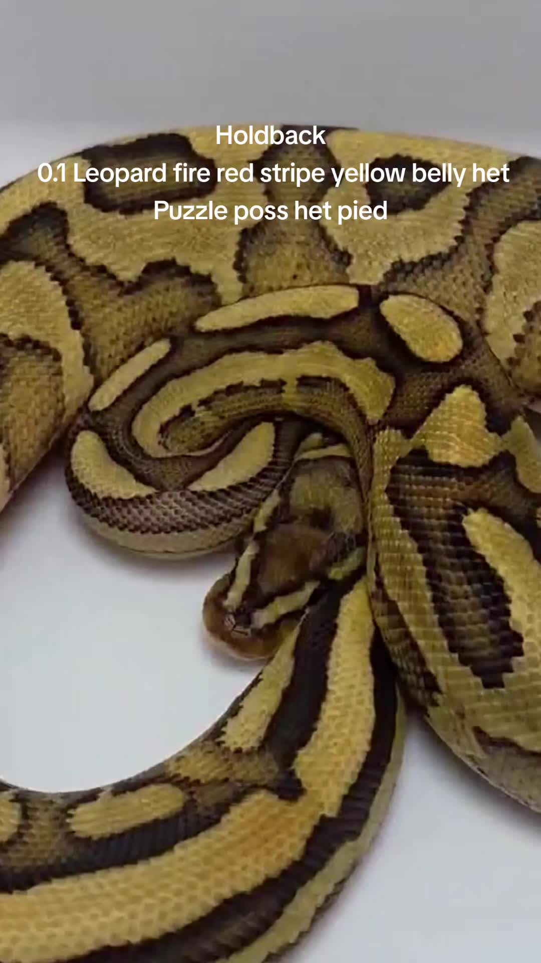 @Proxima Reptilis