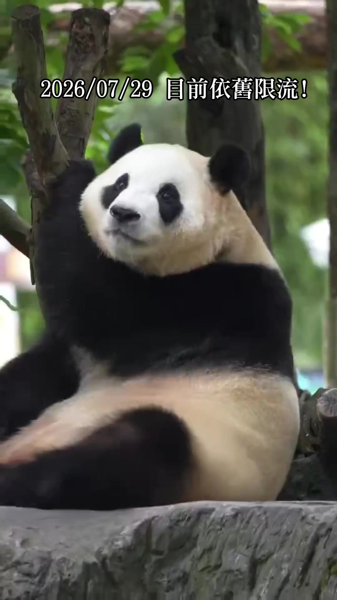 @福寶需要愛的抱抱