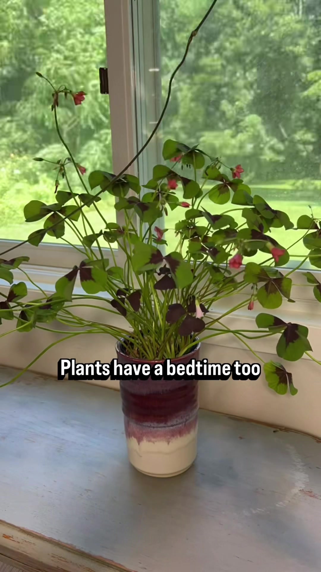 @Pothosiblyaboutplants