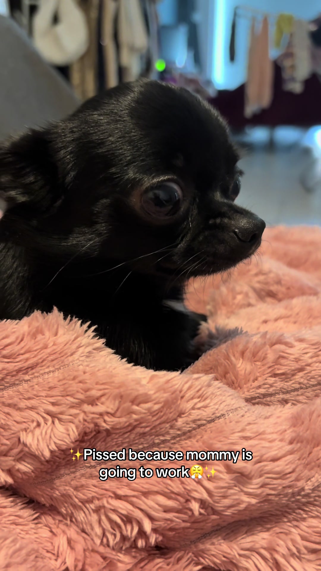 @the_chihuahua_mochi