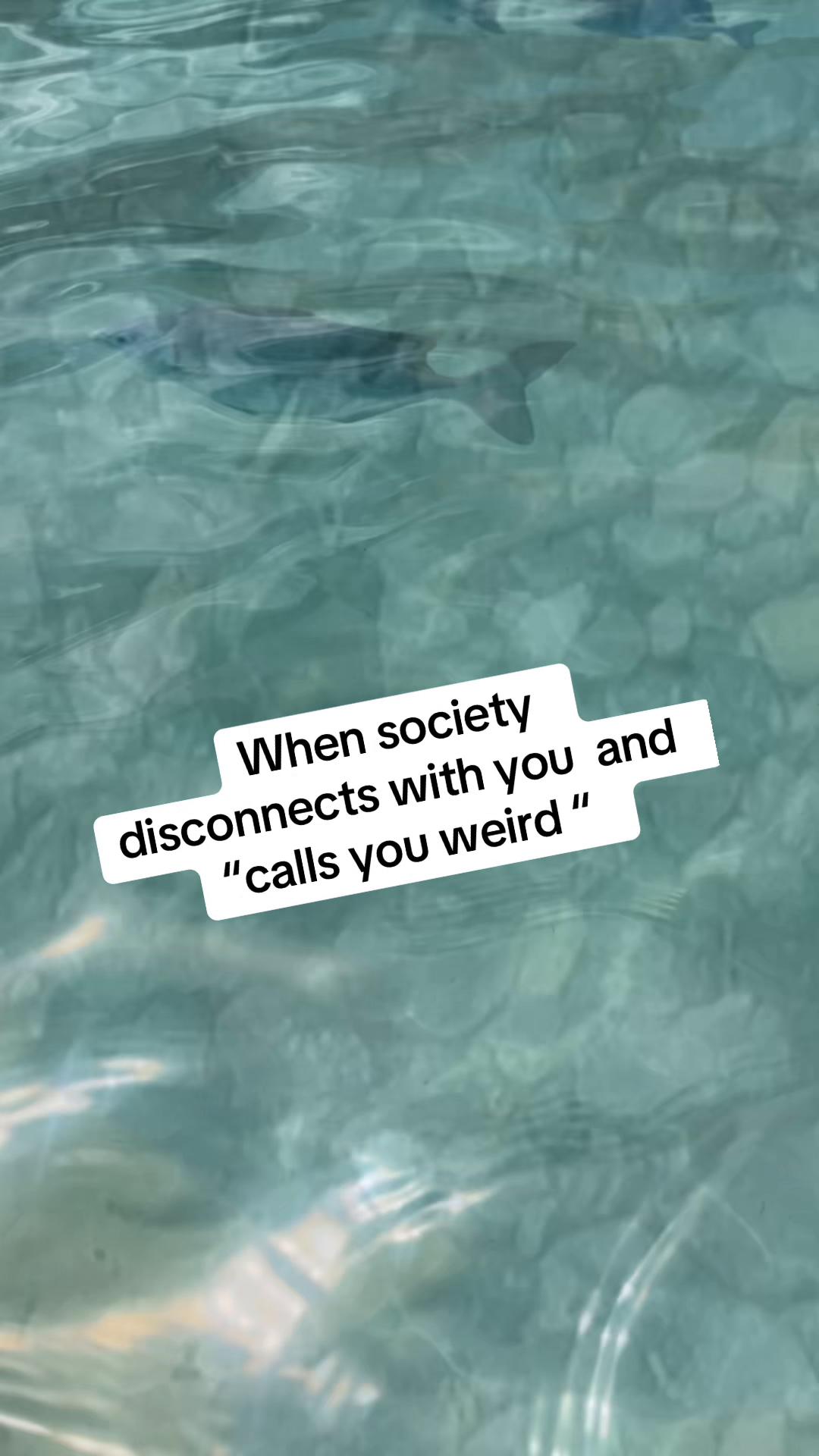 @Owl