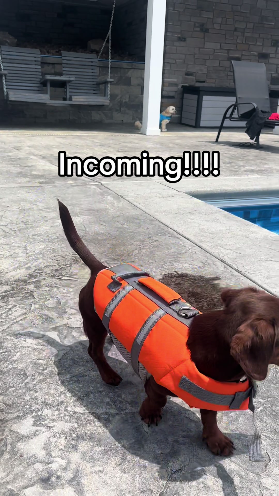 @Willie the Wiener Dog