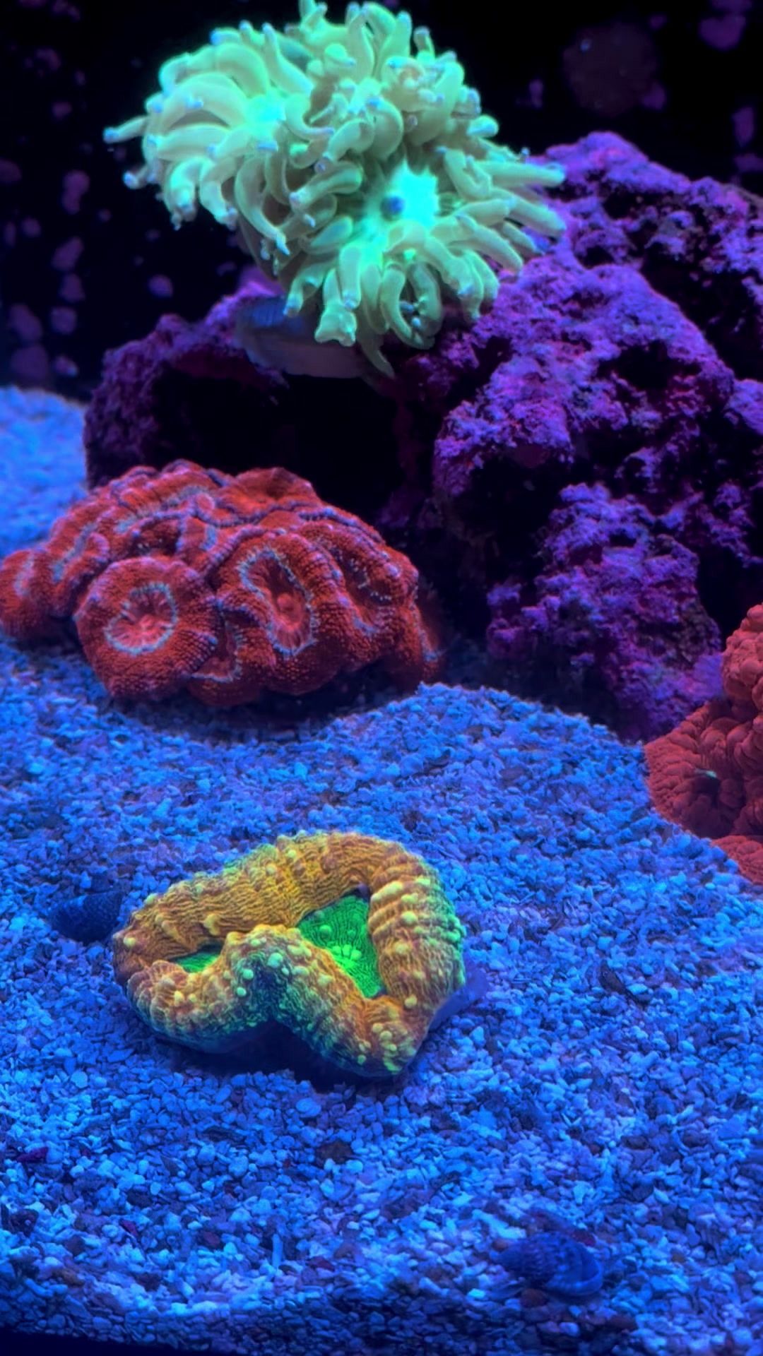 @ReefTok