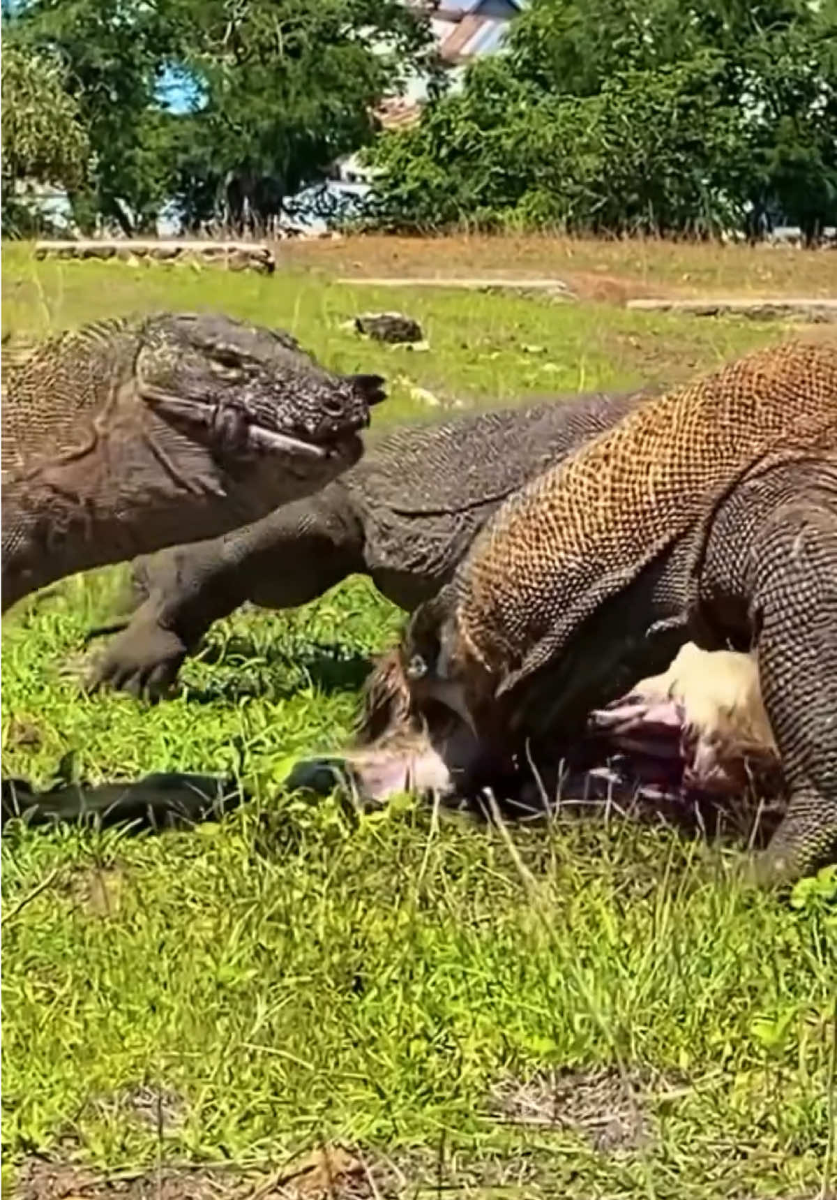 @animalsgonewildd