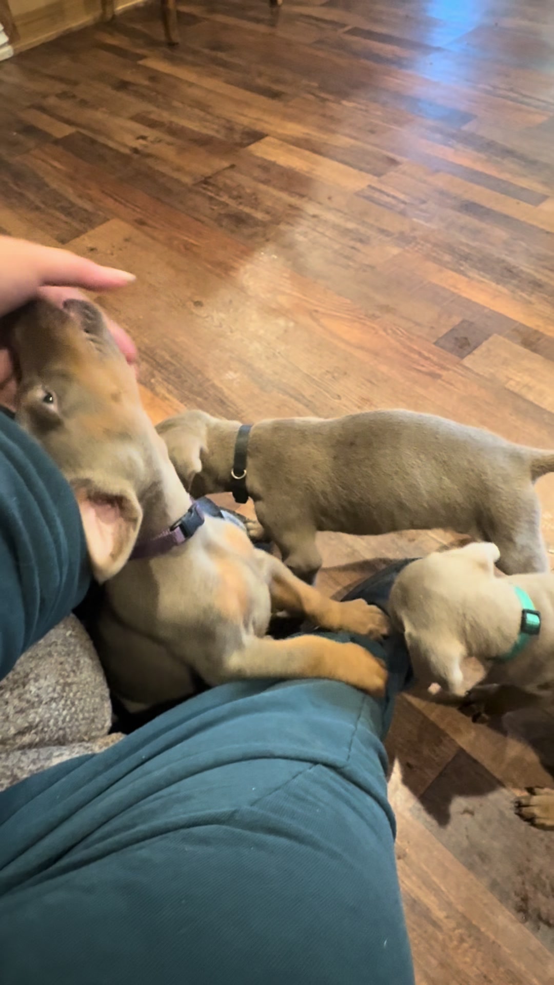 @Turnbull Dobermans