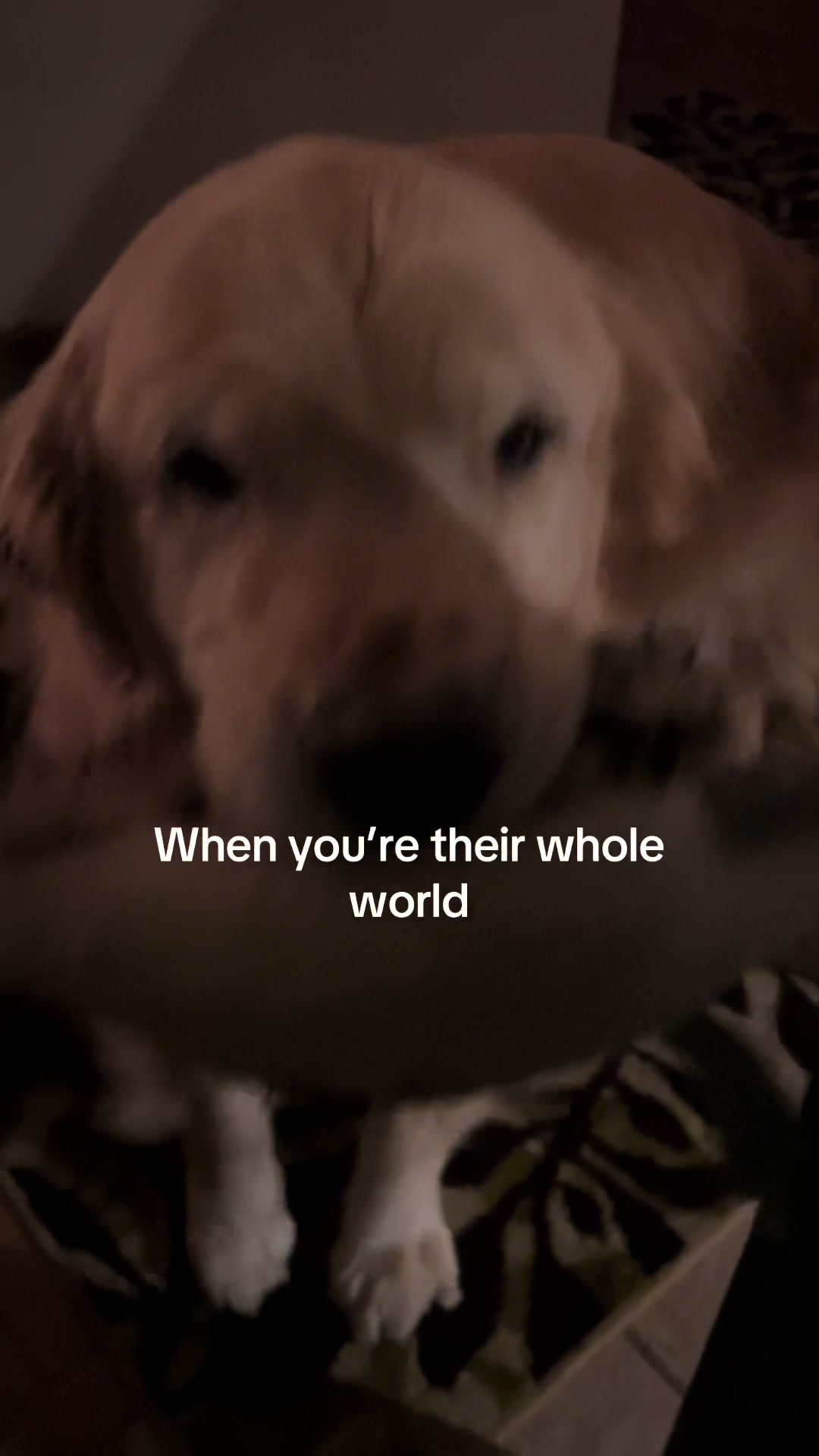 @Kody the Golden