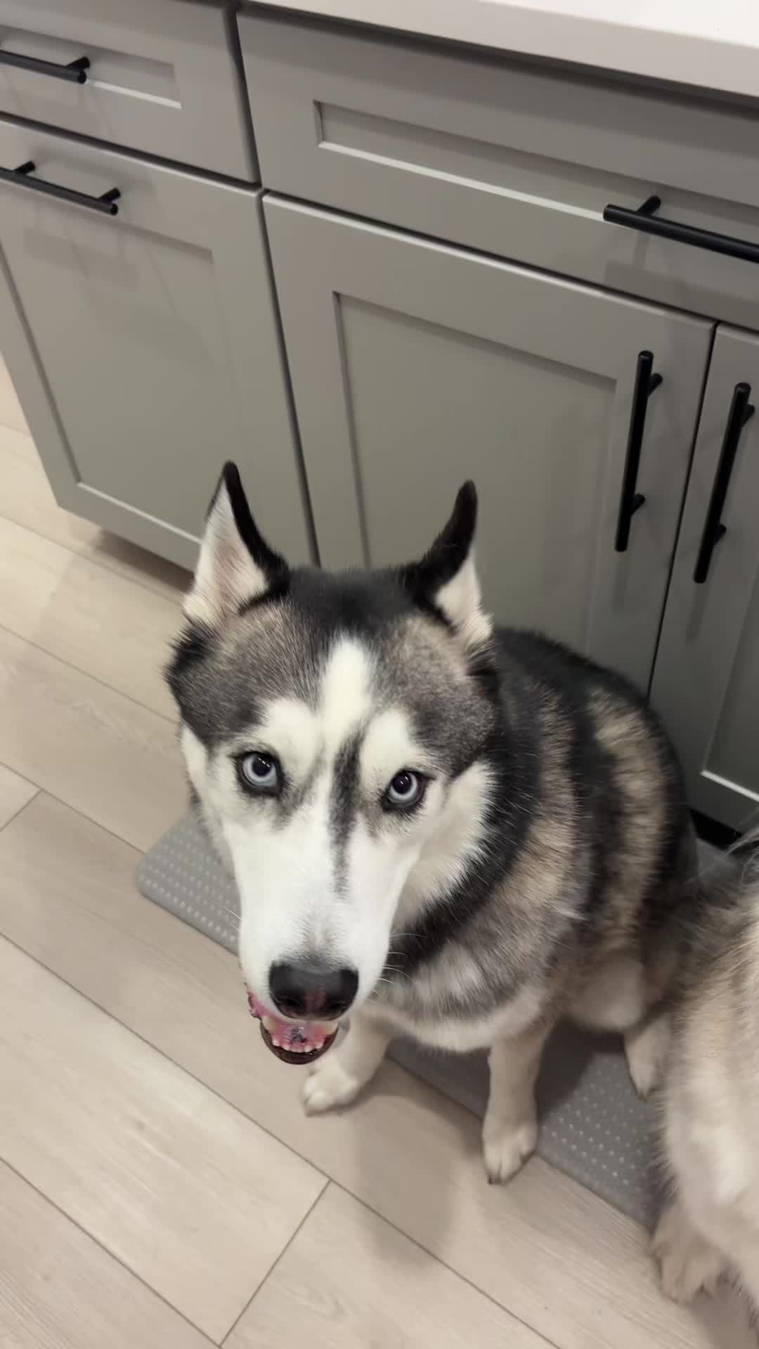 @lifewith2huskies