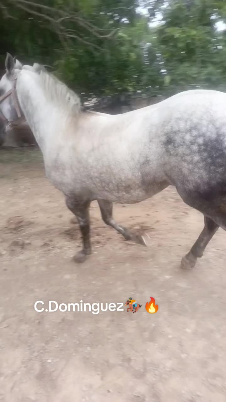 @🇲🇽EL CHAMÁN 🏇 🇲🇽