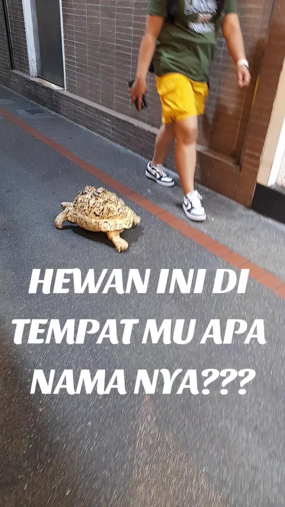 @Arini