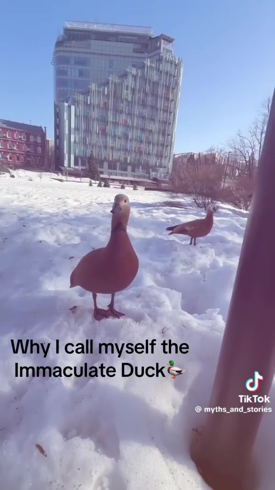 @Immaculate Duck