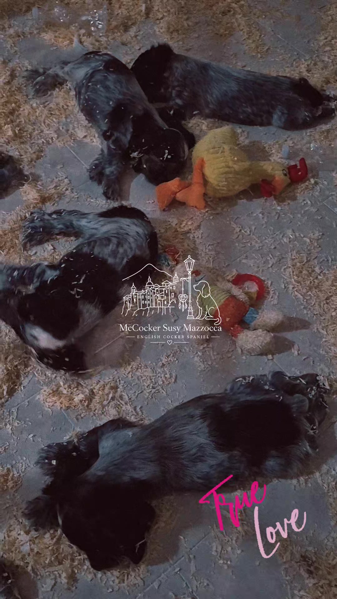 @McCocker EnglishCockerSpaniel