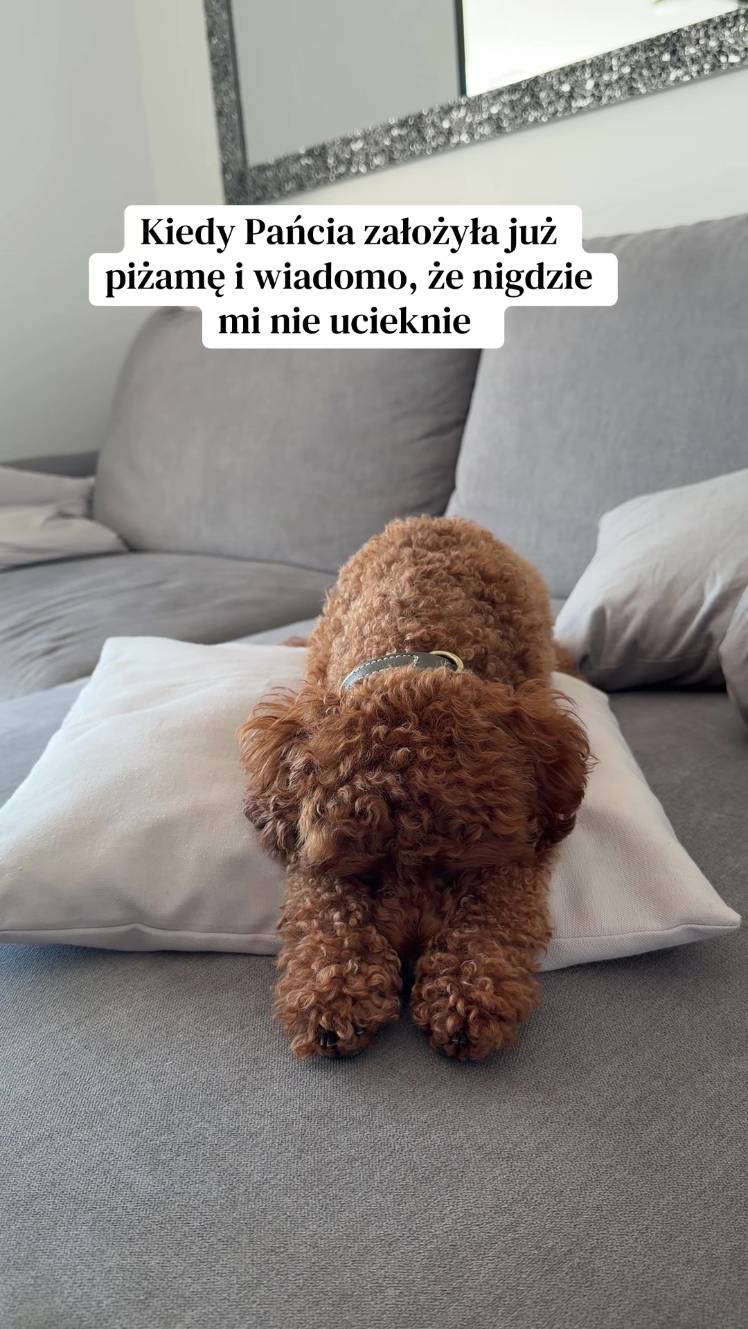 @Benni 🐾 IG: benni_toypoodle