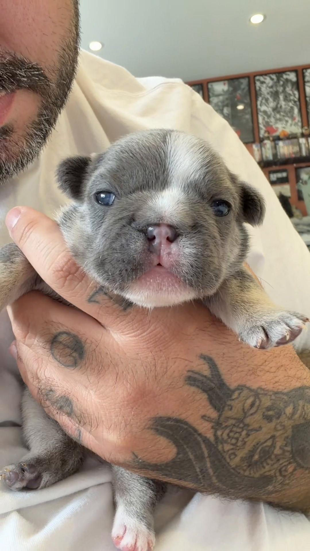 @Frenchiecvlt