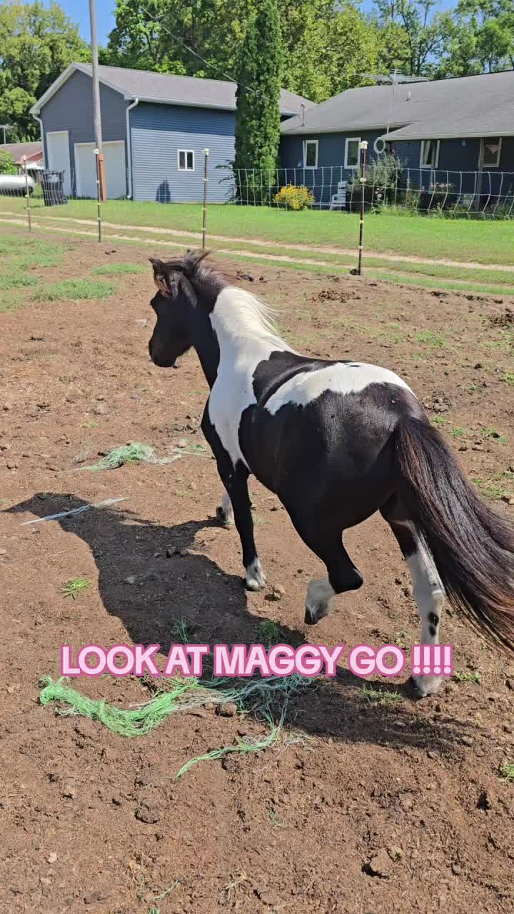 @Small Town Farm LLC