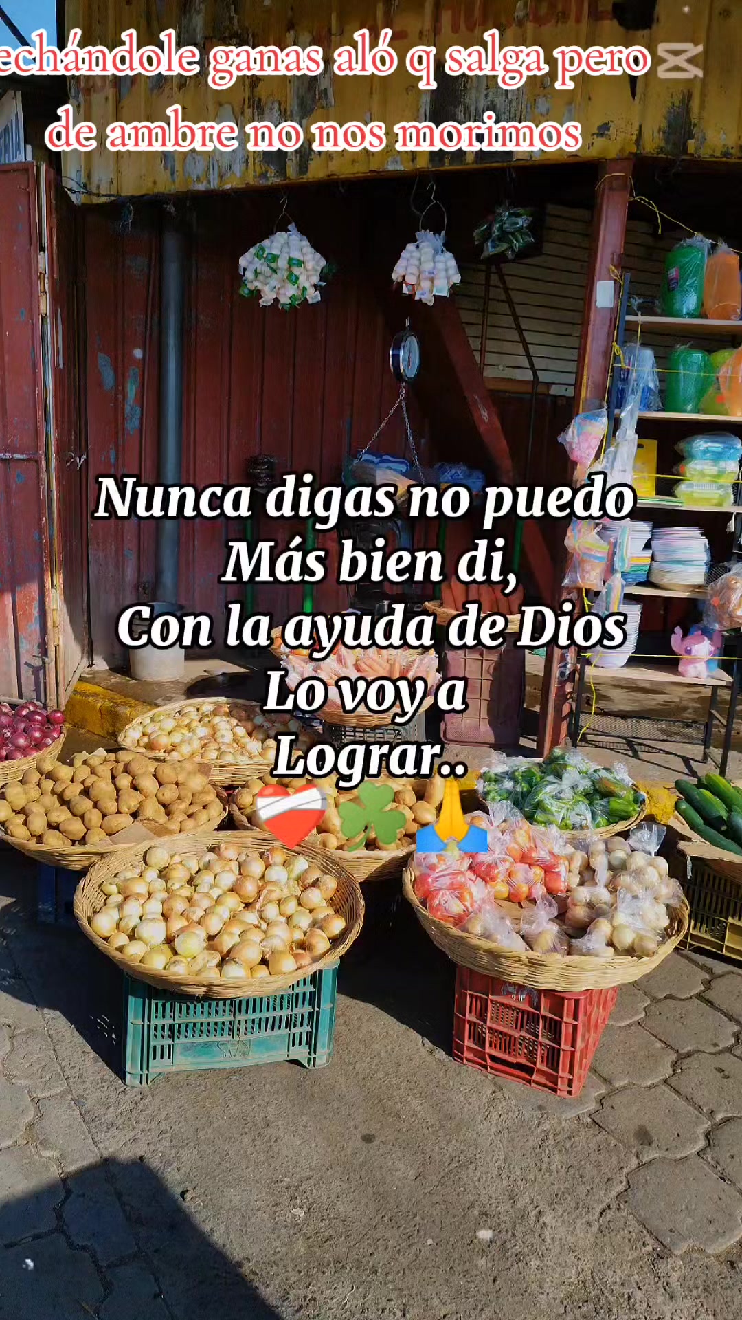 @el venado 505
