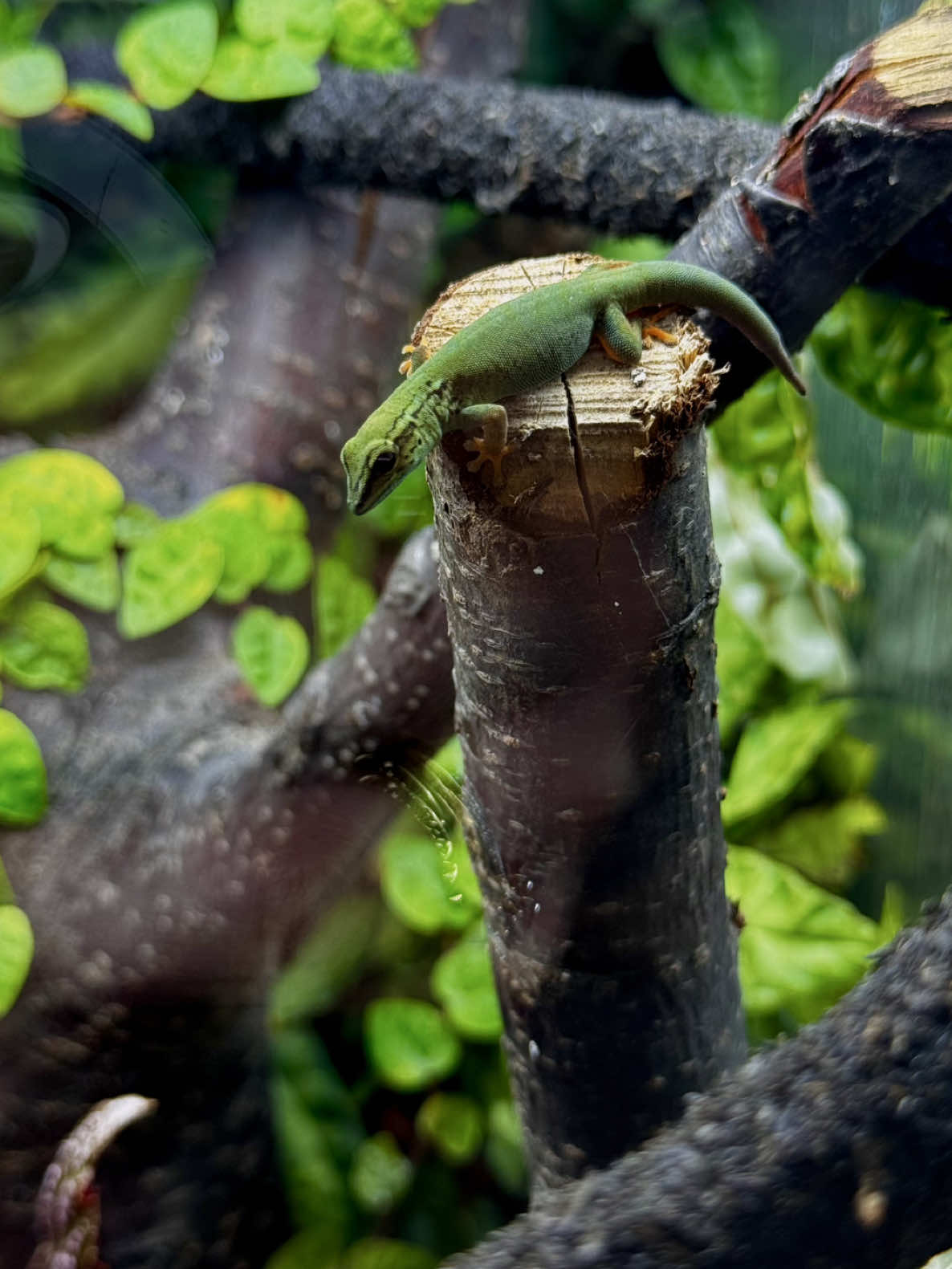 @P&M Gecko Nest🦎
