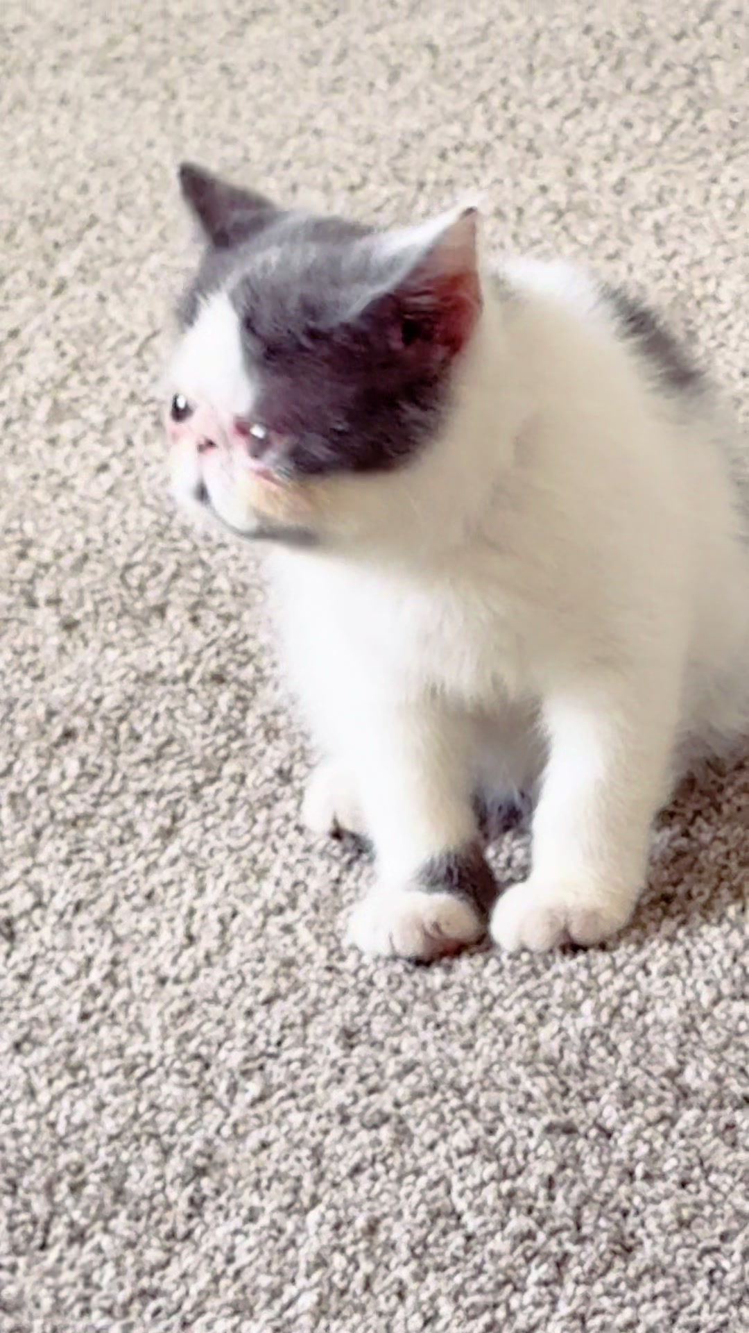 @PersianKitten