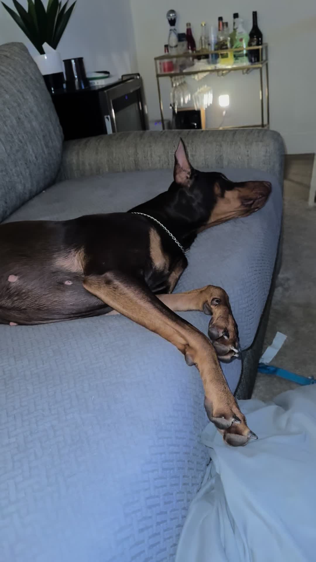 @ShantitheDobie