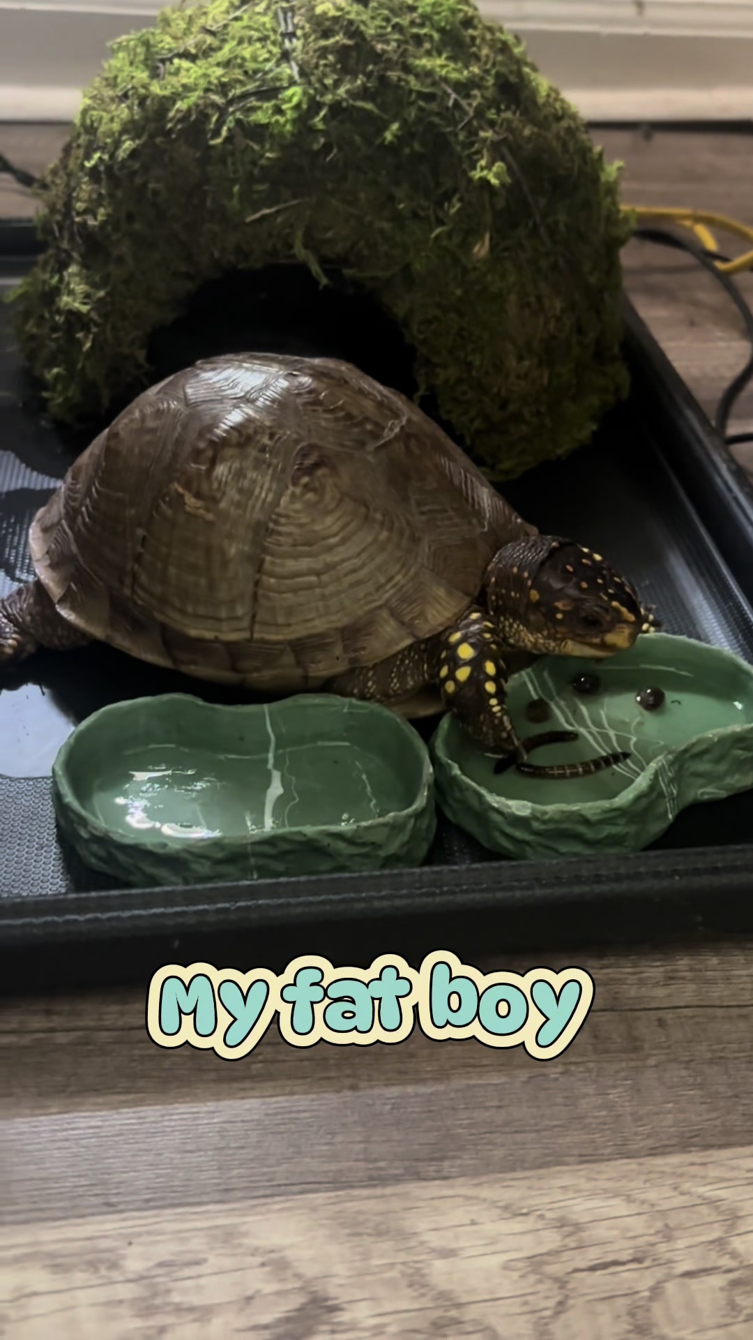 @fairyloc.mother